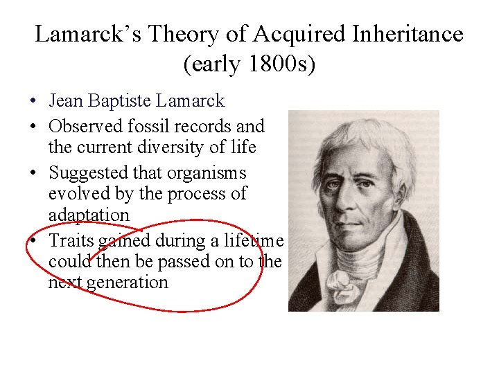 Lamarck’s Theory of Acquired Inheritance (early 1800 s) • Jean Baptiste Lamarck • Observed