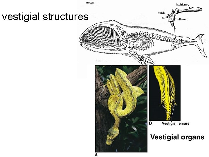 vestigial structures 