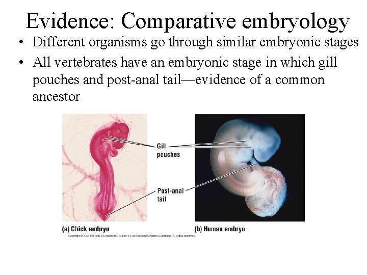 Evidence: Comparative embryology • Different organisms go through similar embryonic stages • All vertebrates