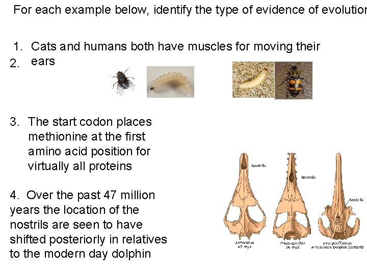 For each example below, identify the type of evidence of evolution 1. Cats and
