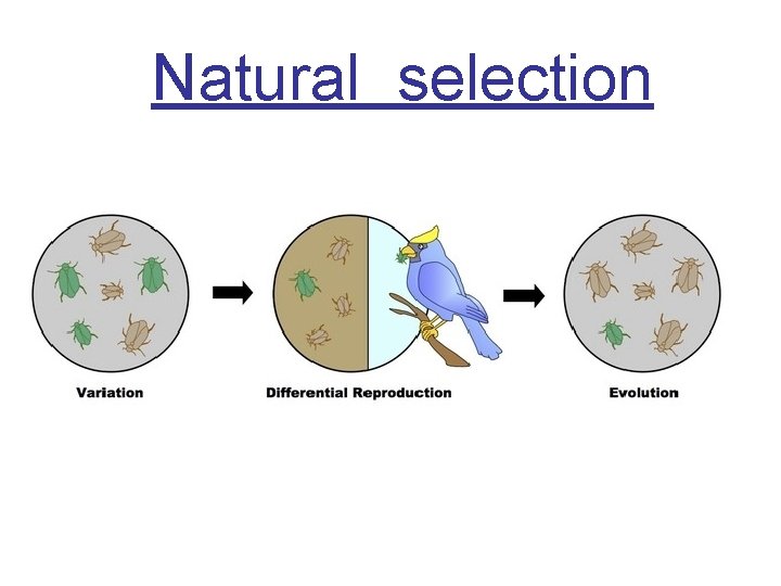 Natural selection 