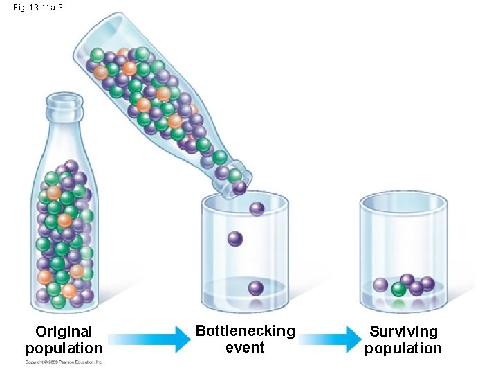 Fig. 13 -11 a-3 Original population Bottlenecking event Surviving population 