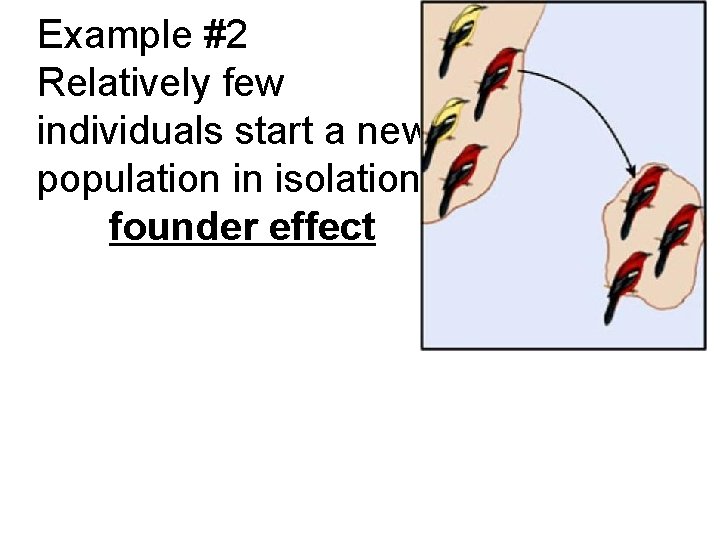 Example #2 Relatively few individuals start a new population in isolation founder effect 