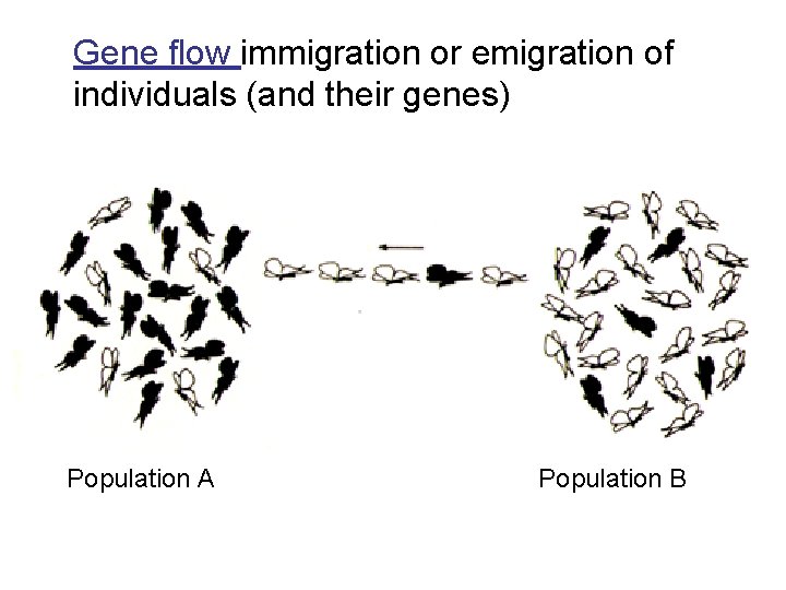 Gene flow immigration or emigration of individuals (and their genes) Population A Population B