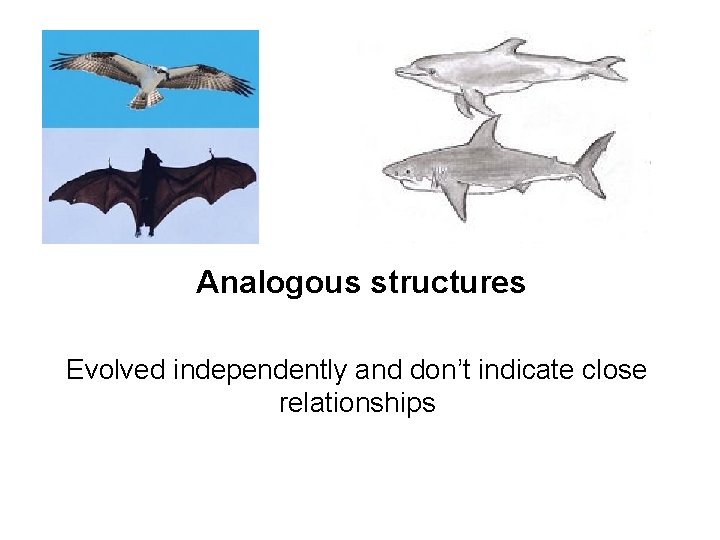 Analogous structures Evolved independently and don’t indicate close relationships 
