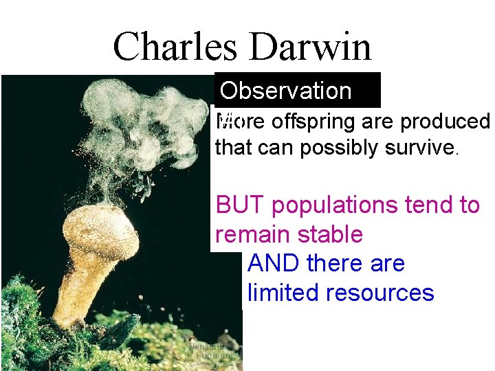 Charles Darwin Observation More #1 offspring are produced that can possibly survive. BUT populations