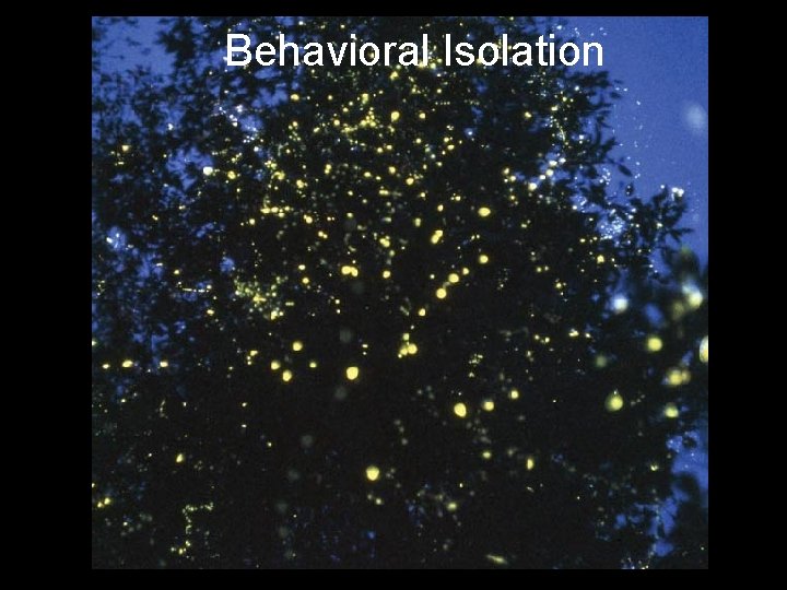Behavioral Isolation 
