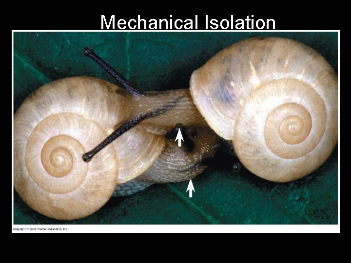 Fig. 14 -3 c Mechanical Isolation 