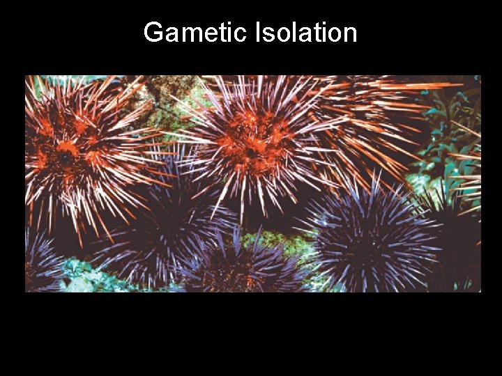 Fig. 14 -3 d Gametic Isolation 