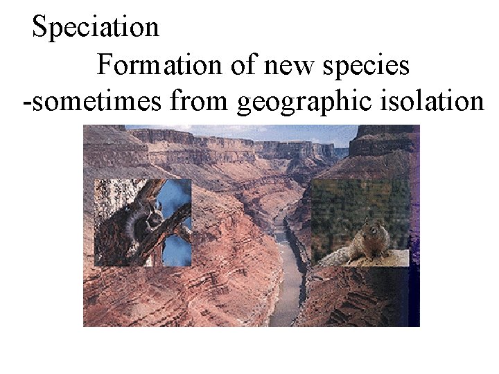 Speciation Formation of new species -sometimes from geographic isolation 