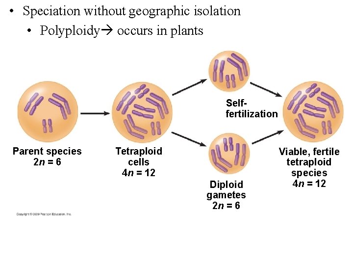  • Speciation without geographic isolation • Polyploidy occurs in plants 3 2 Selffertilization