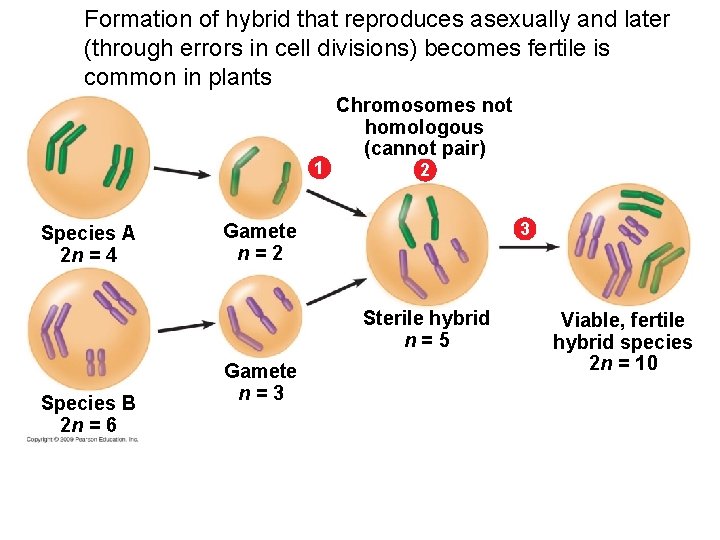 Formation of hybrid that reproduces asexually and later (through errors in cell divisions) becomes