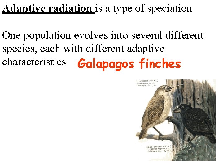 Adaptive radiation is a type of speciation One population evolves into several different species,