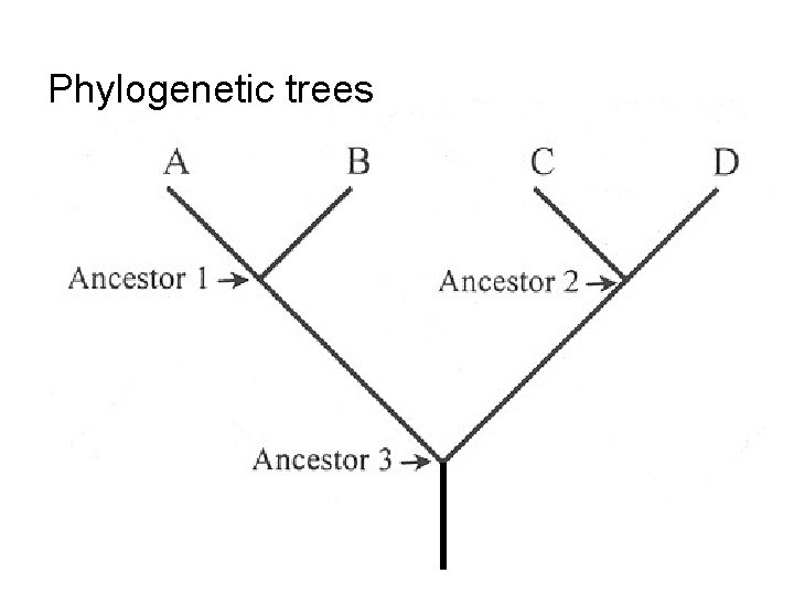 Phylogenetic trees 