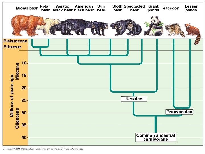 Brown bear Polar bear Asiatic black bear American black bear Sun bear Sloth bear