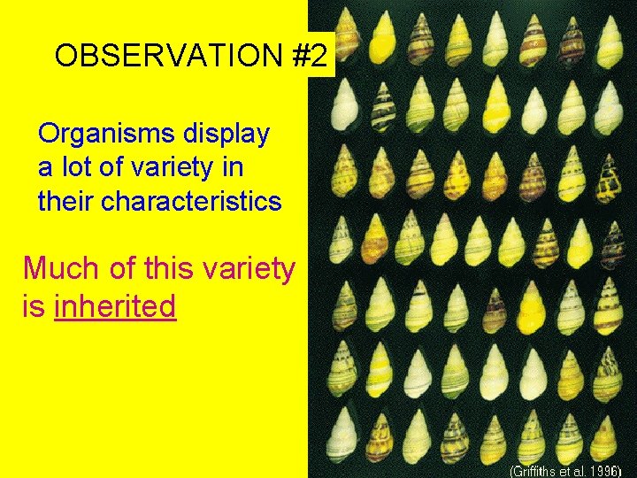 OBSERVATION #2 Organisms display a lot of variety in their characteristics Much of this