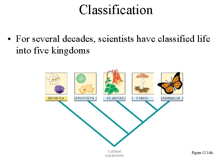 Classification • For several decades, scientists have classified life into five kingdoms MONERA PROTISTA