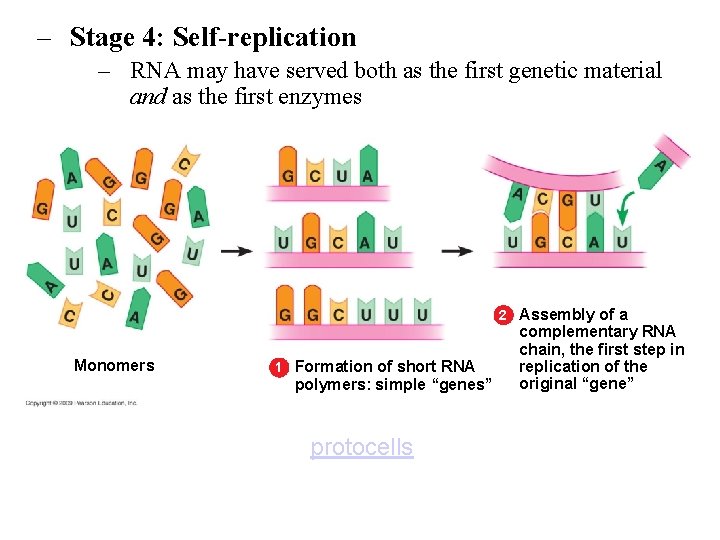 – Stage 4: Self-replication – RNA may have served both as the first genetic