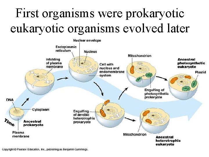 First organisms were prokaryotic eukaryotic organisms evolved later 