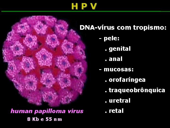 HPV DNA-vírus com tropismo: - pele: . genital. anal - mucosas: . orofaríngea. traqueobrônquica.