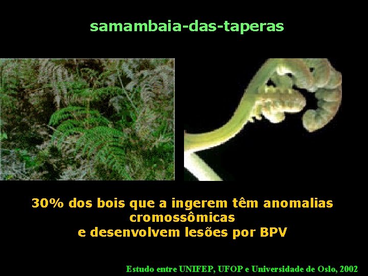 samambaia-das-taperas 30% dos bois que a ingerem têm anomalias cromossômicas e desenvolvem lesões por