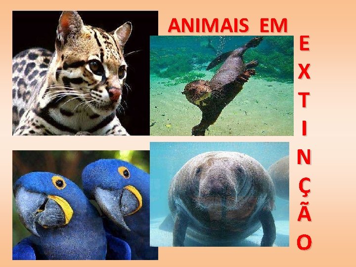 ANIMAIS EM E X T I N Ç Ã O 