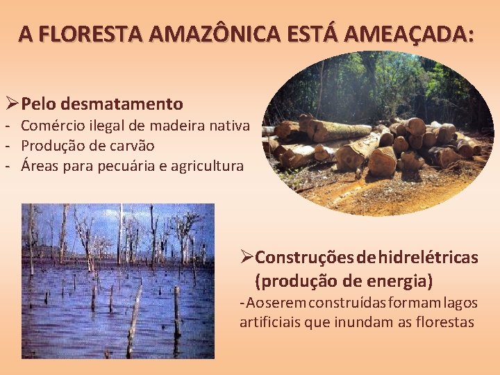 A FLORESTA AMAZÔNICA ESTÁ AMEAÇADA: ØPelo desmatamento - Comércio ilegal de madeira nativa -