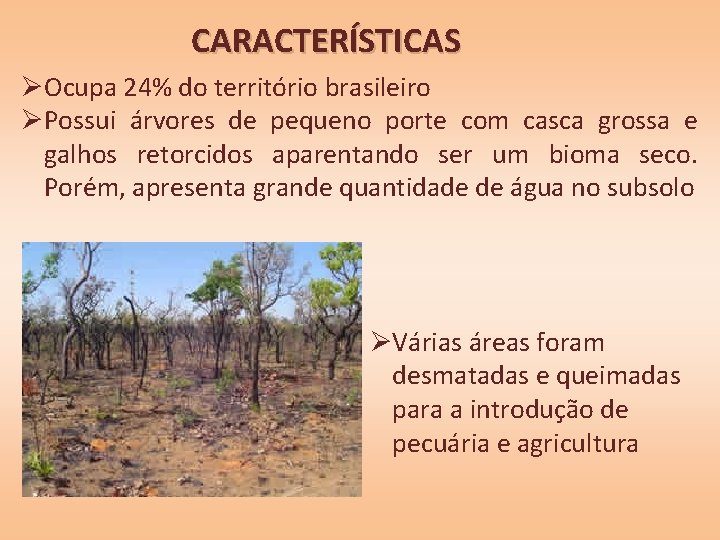 CARACTERÍSTICAS ØOcupa 24% do território brasileiro ØPossui árvores de pequeno porte com casca grossa