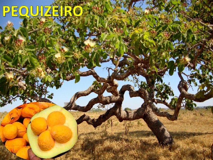 PEQUIZEIRO 