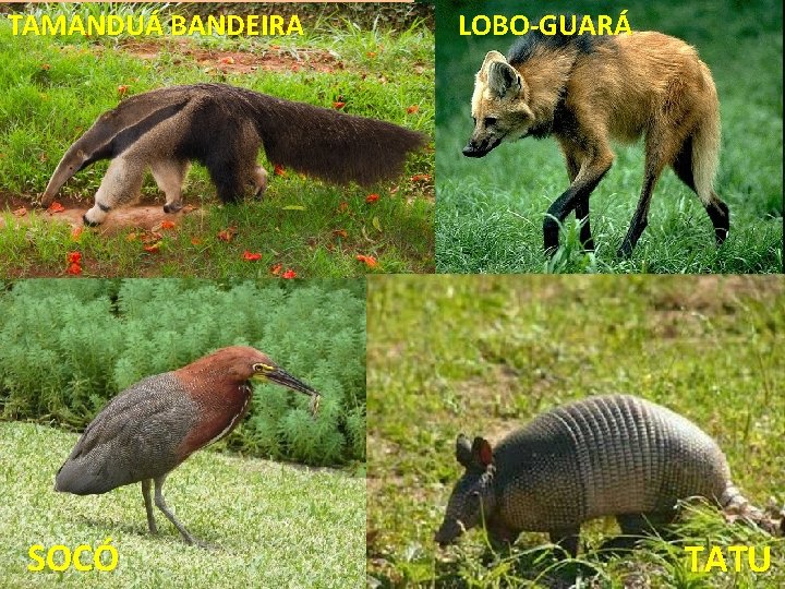 TAMANDUÁ BANDEIRA SOCÓ LOBO-GUARÁ TATU 