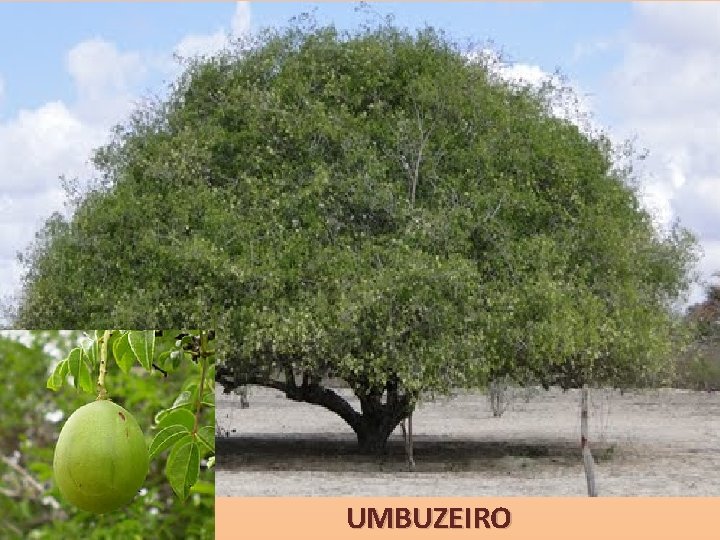 UMBUZEIRO 