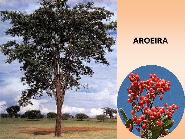 AROEIRA 