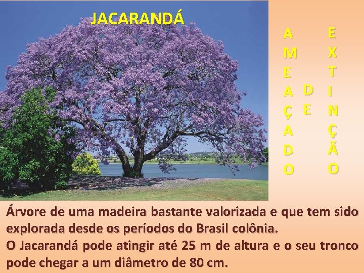 JACARANDÁ E A X M T E A D I Ç E N Ç