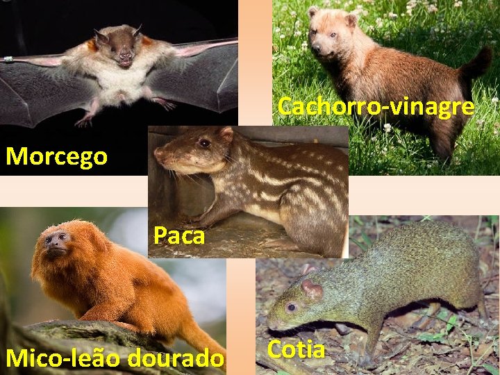 Cachorro-vinagre Morcego Paca Mico-leão dourado Cotia 