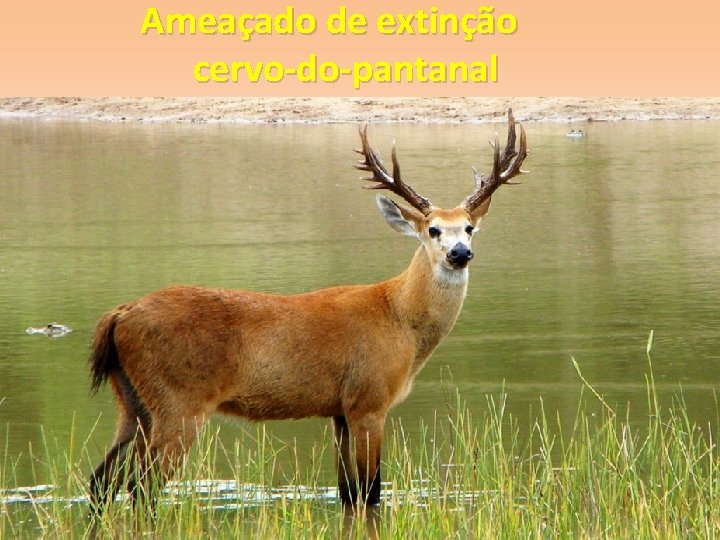 Ameaçado de extinção cervo-do-pantanal 