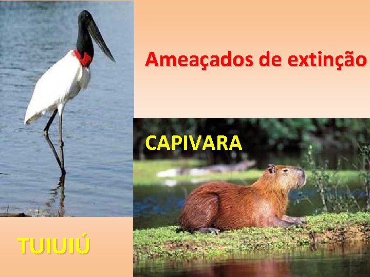 Ameaçados de extinção CAPIVARA TUIUIÚ 