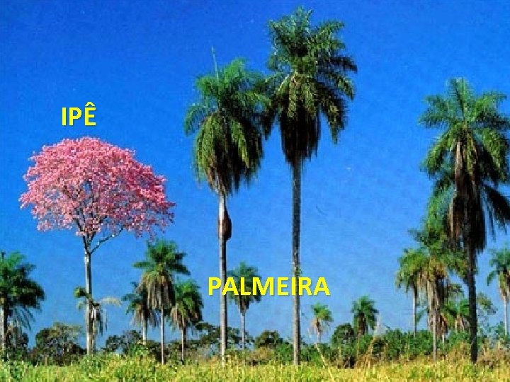 IPÊ PALMEIRA 