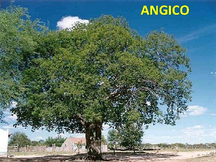 ANGICO 