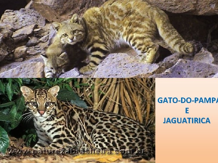 GATO-DO-PAMPA E JAGUATIRICA 