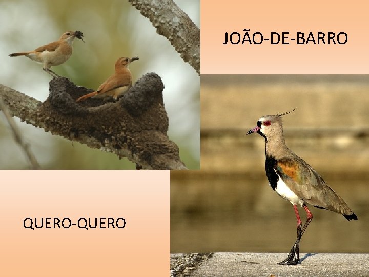 JOÃO-DE-BARRO QUERO-QUERO 