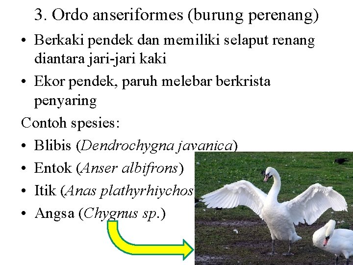 3. Ordo anseriformes (burung perenang) • Berkaki pendek dan memiliki selaput renang diantara jari-jari