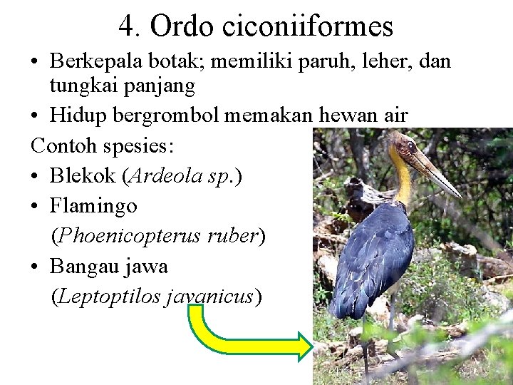 4. Ordo ciconiiformes • Berkepala botak; memiliki paruh, leher, dan tungkai panjang • Hidup