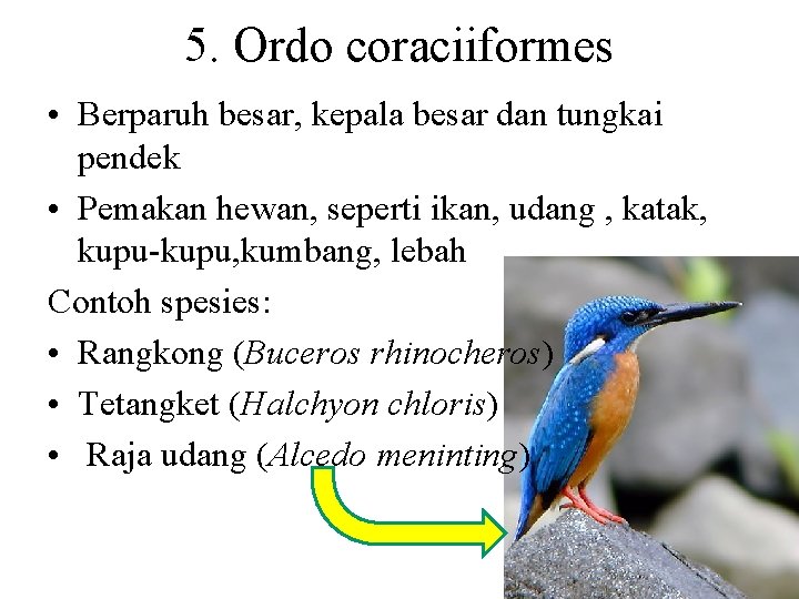 5. Ordo coraciiformes • Berparuh besar, kepala besar dan tungkai pendek • Pemakan hewan,