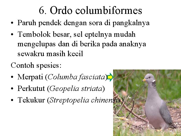 6. Ordo columbiformes • Paruh pendek dengan sora di pangkalnya • Tembolok besar, sel