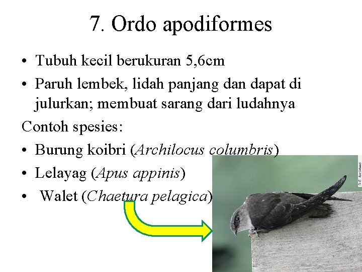 7. Ordo apodiformes • Tubuh kecil berukuran 5, 6 cm • Paruh lembek, lidah