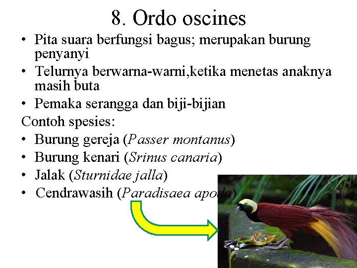 8. Ordo oscines • Pita suara berfungsi bagus; merupakan burung penyanyi • Telurnya berwarna-warni,