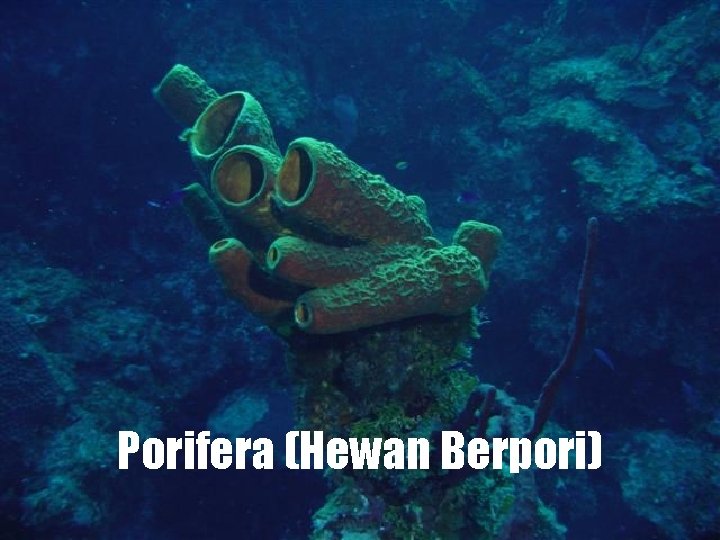 Porifera (Hewan Berpori) 