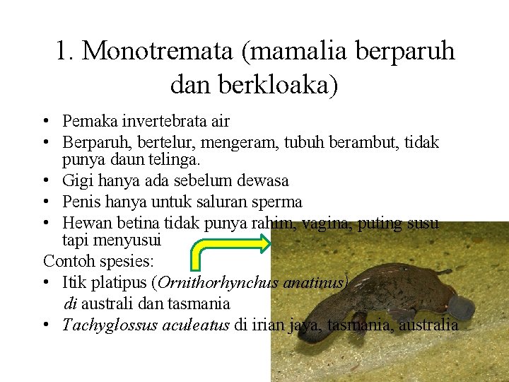 1. Monotremata (mamalia berparuh dan berkloaka) • Pemaka invertebrata air • Berparuh, bertelur, mengeram,