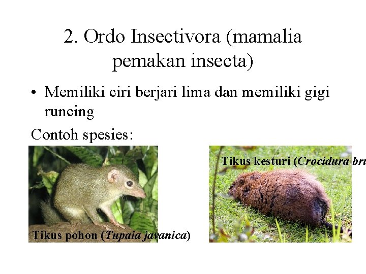 2. Ordo Insectivora (mamalia pemakan insecta) • Memiliki ciri berjari lima dan memiliki gigi