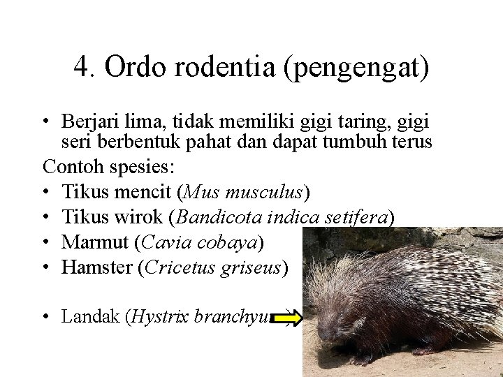 4. Ordo rodentia (pengengat) • Berjari lima, tidak memiliki gigi taring, gigi seri berbentuk